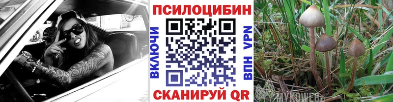 Купить где  Малаховка  Галлюциногенные грибы Cubensis 